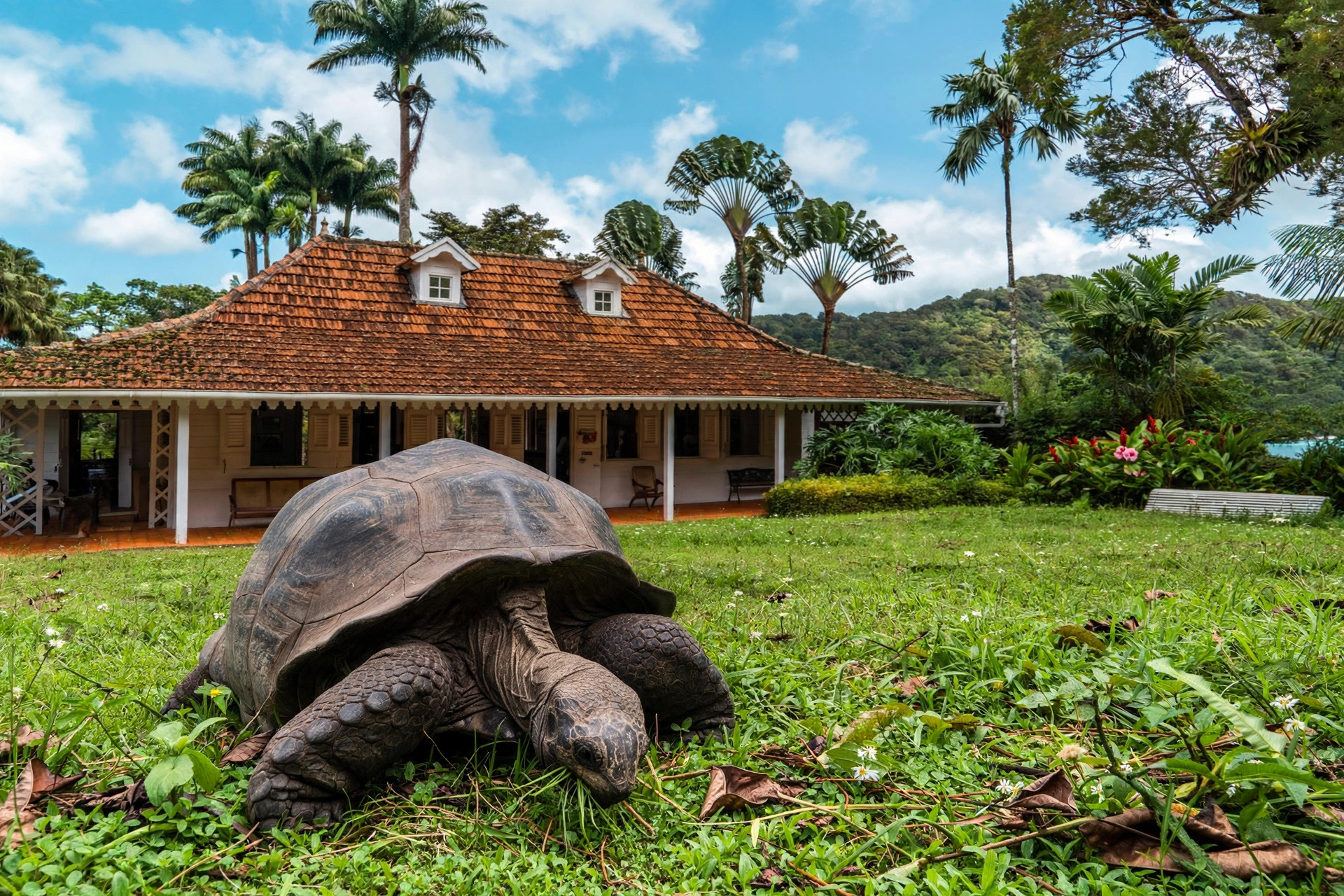 A giant Aldabra tortoise grazing on green grass in front of a plantation house (illustrative image)