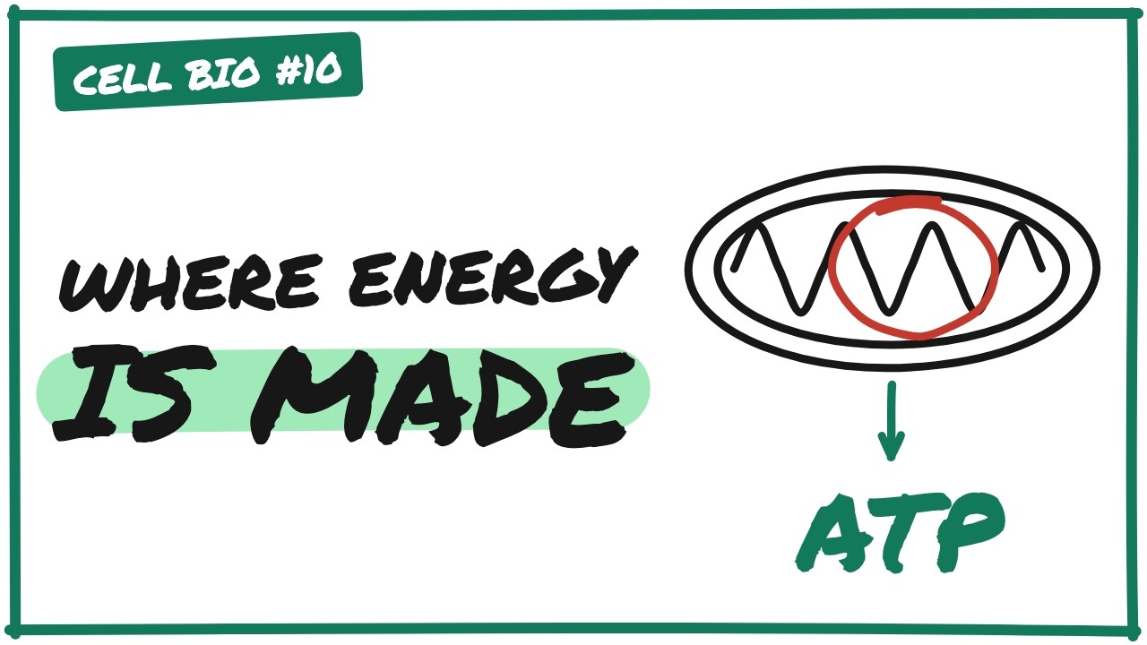 Video thumbnail: Mitochondria Explained: How Cells Make ATP Energy