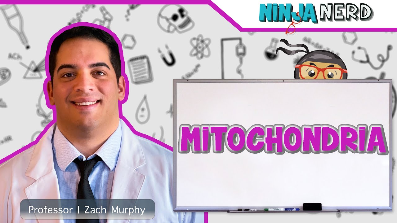 Video thumbnail: Mitochondria Structure & Function