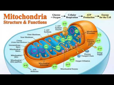 Video thumbnail: Mitochondria Structure and Functions