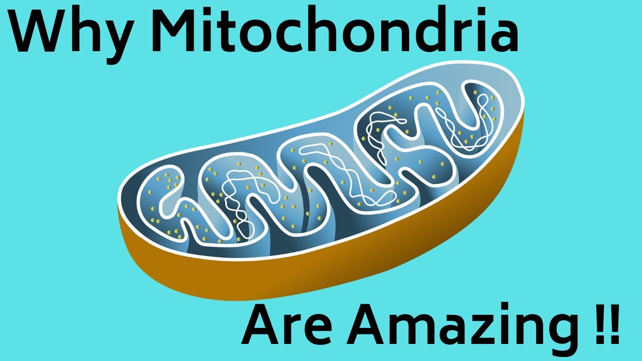 Video thumbnail: Mitochondria Function
