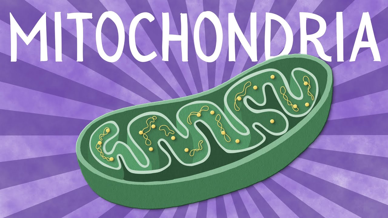 Video thumbnail: Mitochondria: Structure and function