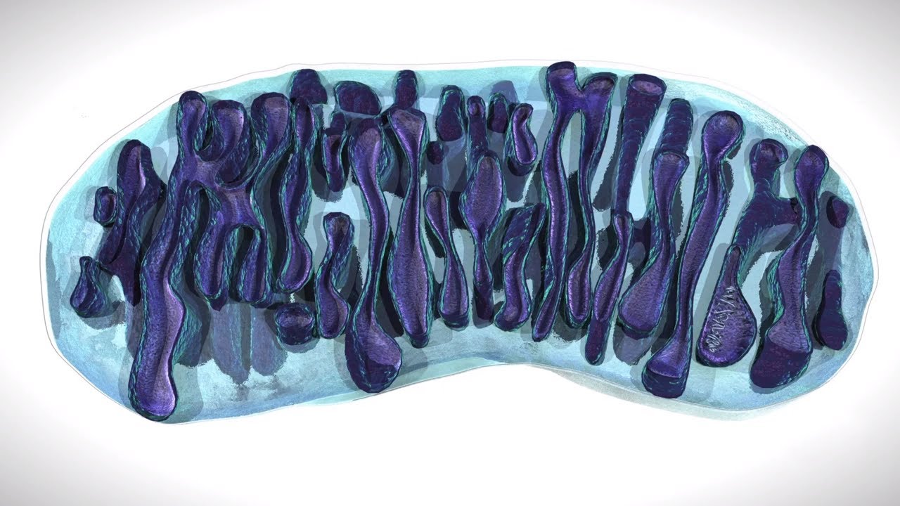 Video thumbnail: Introduction to mitochondrial disease