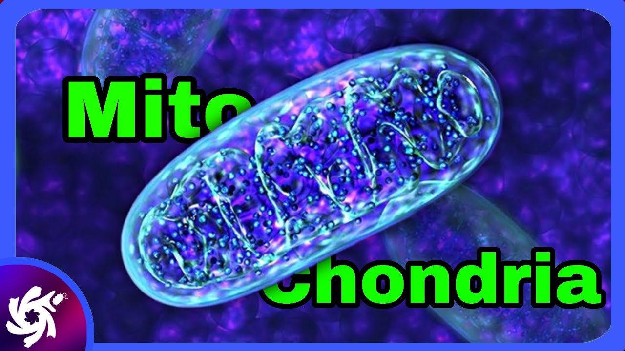 Video thumbnail: Mitochondria Structure & Function in 3 Minutes!