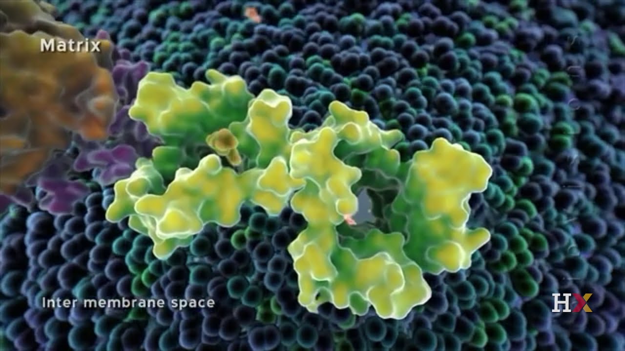 Video thumbnail: Mitochondria: the cell's powerhouse